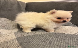 Pomeranian dogs for sale: Gorgeous Pomeranian puppies - Image 21