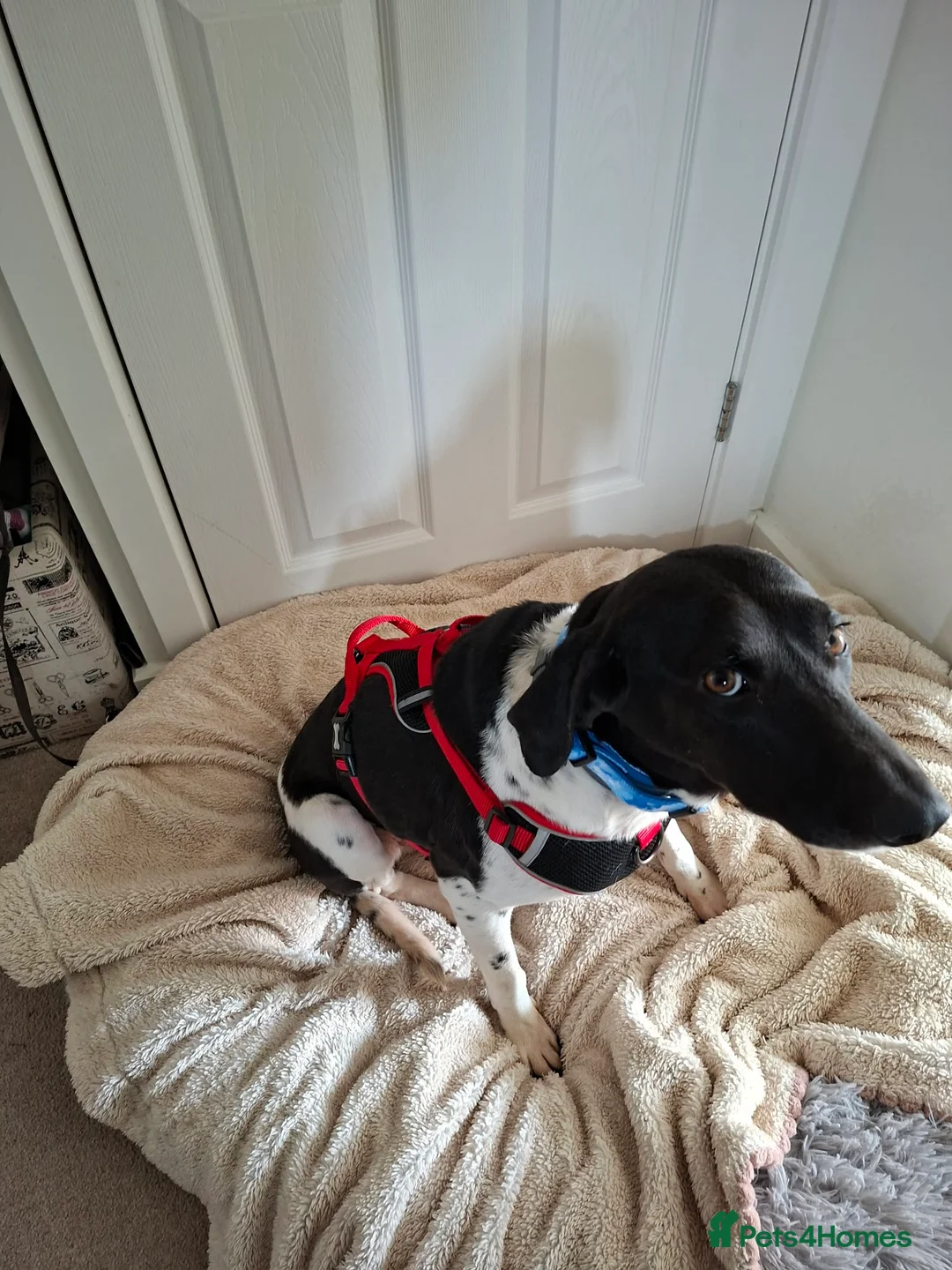 Mixed Breed dogs for adoption: Stratos ! ❤️ a Cypriot sweetheart  - Advert 6