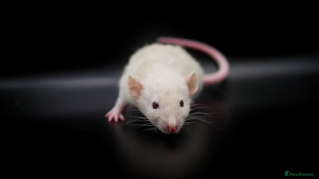 Rat rodents for sale: Lovely Fancy Rat Babies 🐀 - Advert 3