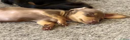 Miniature Dachshund dogs for sale: Female miniature dachshund  - Advert 11