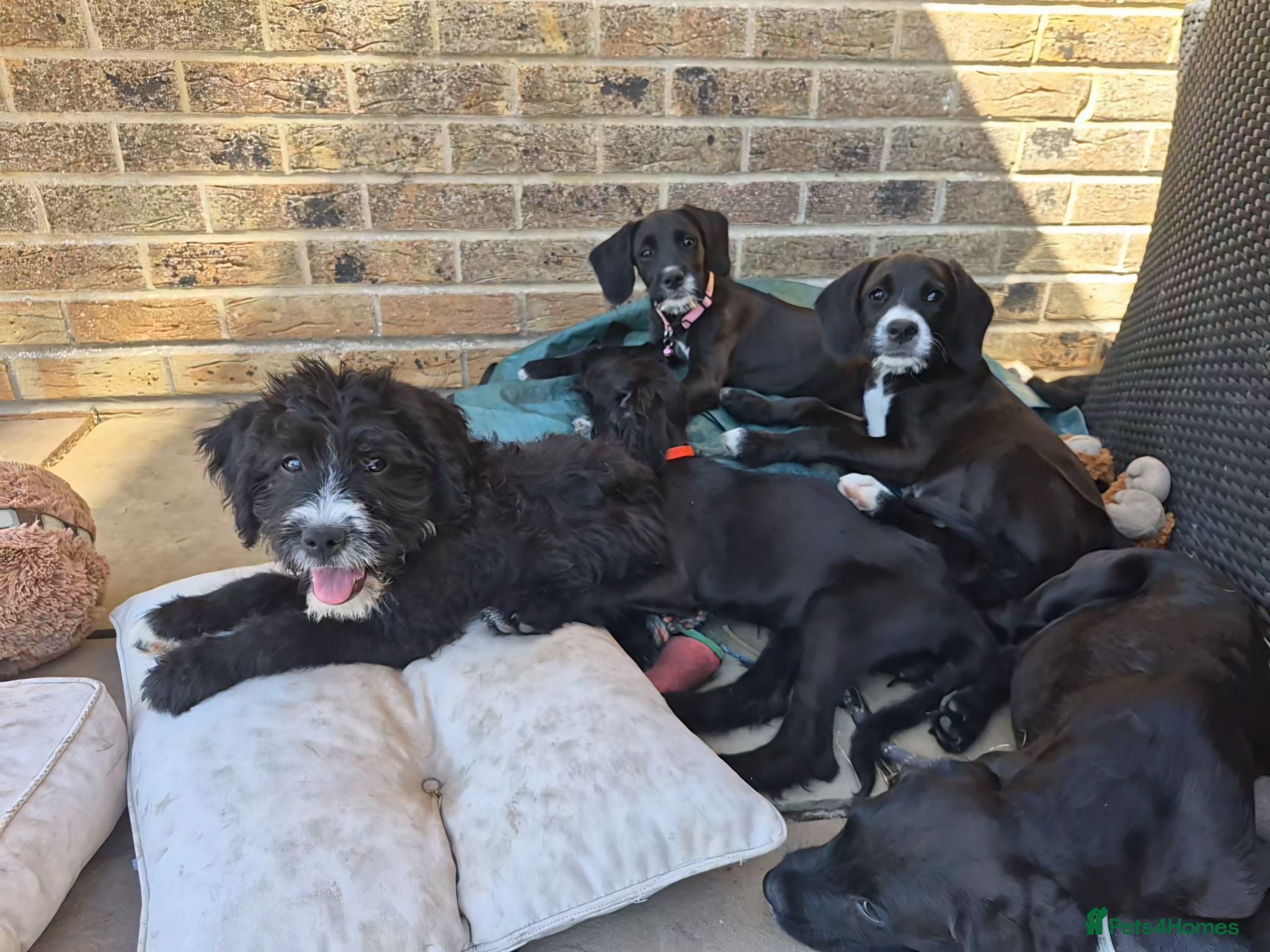 Mixed Breed dogs Boxer-Doodle • READY NOW - Advert 8