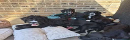 Mixed Breed dogs for sale: Boxer-Doodle • READY NOW - Advert 2