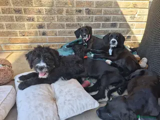 Mixed Breed dogs Boxer-Doodle • READY NOW - Advert 8