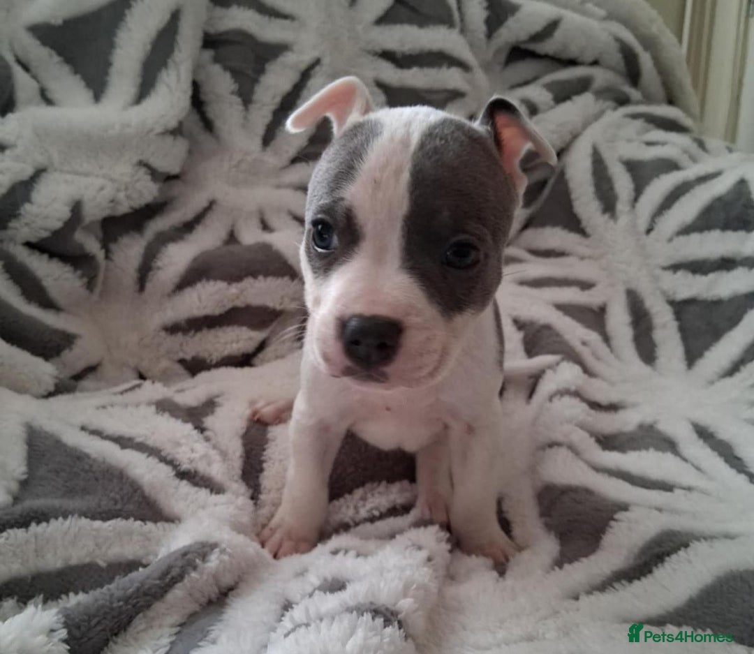 Staffordshire Bull Terrier dogs for sale: Staffordshire Puppies - Image 5