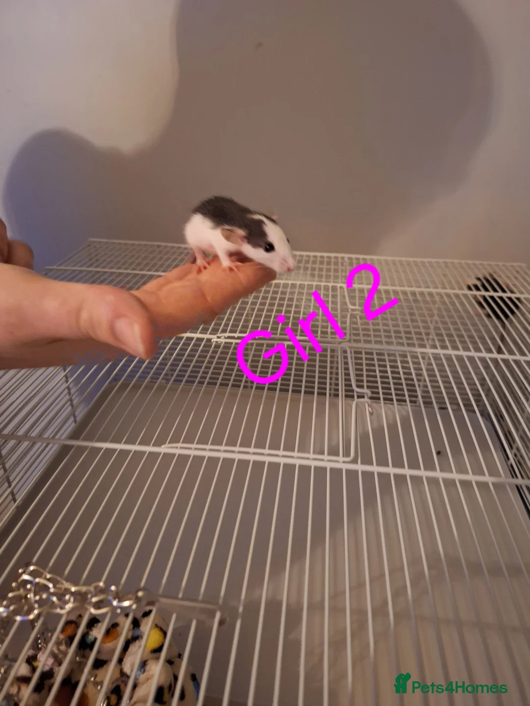 Rat rodents for sale: Baby Dumbo rats male and female  - Advert 2