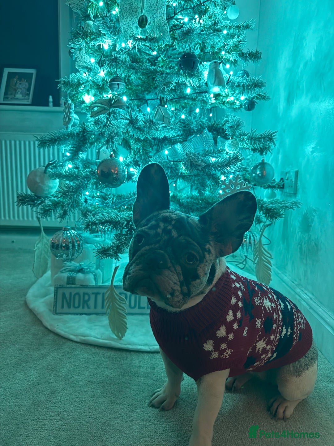 French Bulldog dogs for sale: Mabel, 8 month old, Frenchie!💜 - Advert 2