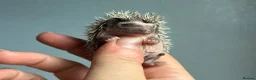 Pygmy Hedgehog rodents for sale: Beautiful Pygmy hedgehogs for sale!  - Advert 3