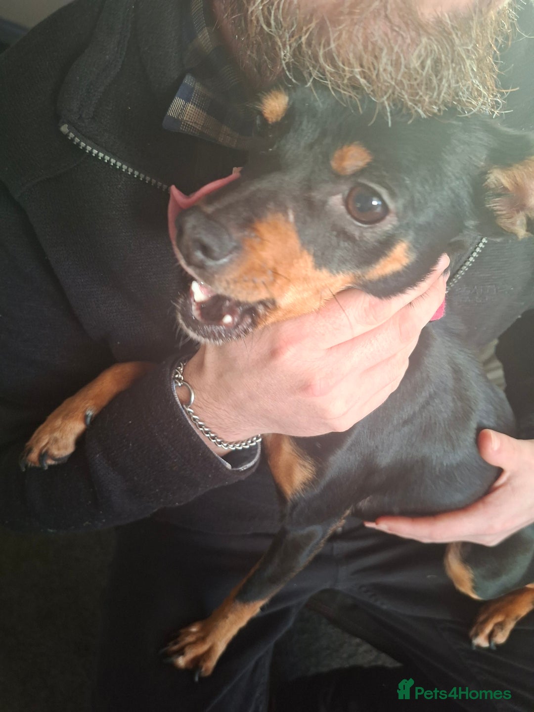 Miniature Pinscher dogs for sale: Lilo, looking for a new home. - Advert 9