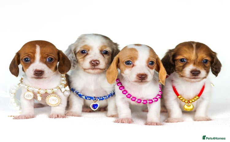 Miniature Dachshund dogs - Advert 6