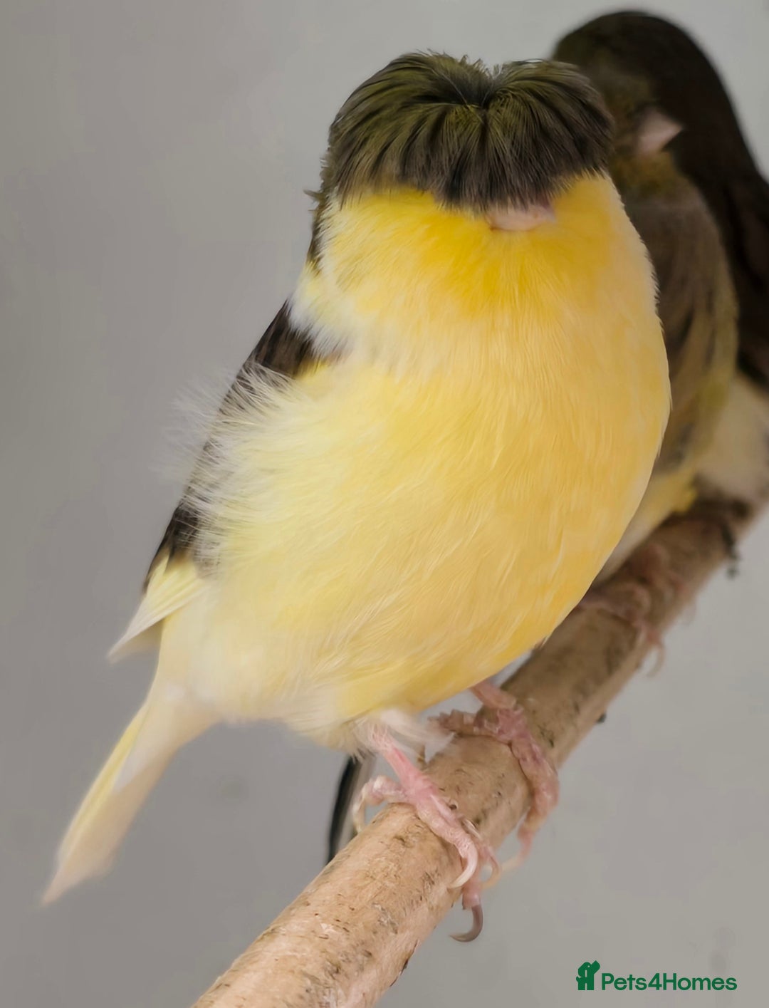Canaries birds for sale: Gorgeous cute canaries available now!!! - Advert 8