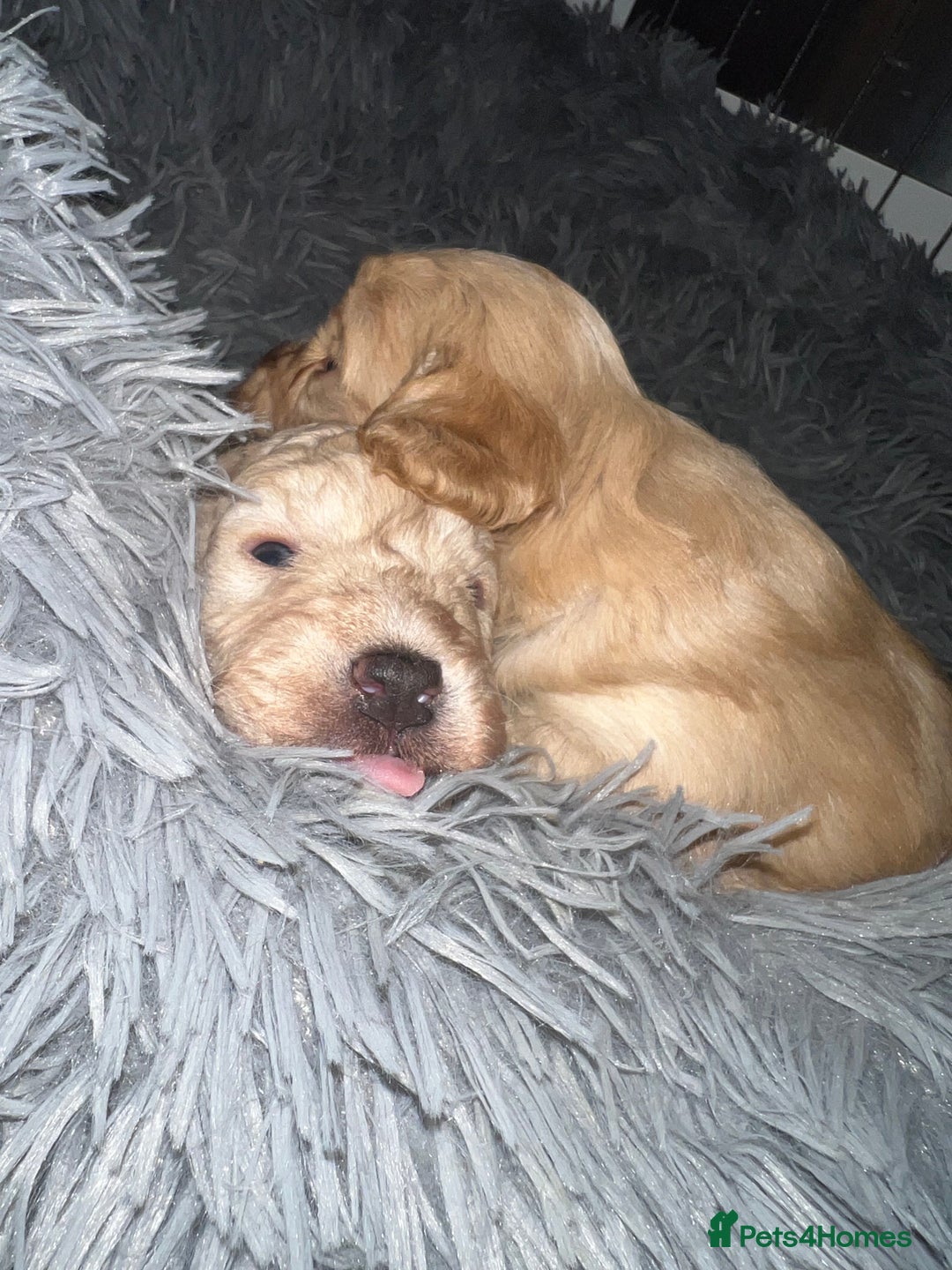 Cockapoo dogs for sale: Cockapoos for sale.  - Advert 20