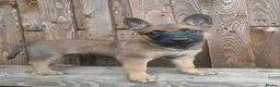 Belgian Shepherd Dog dogs for sale: KC registered Malinois puppies - Advert 21