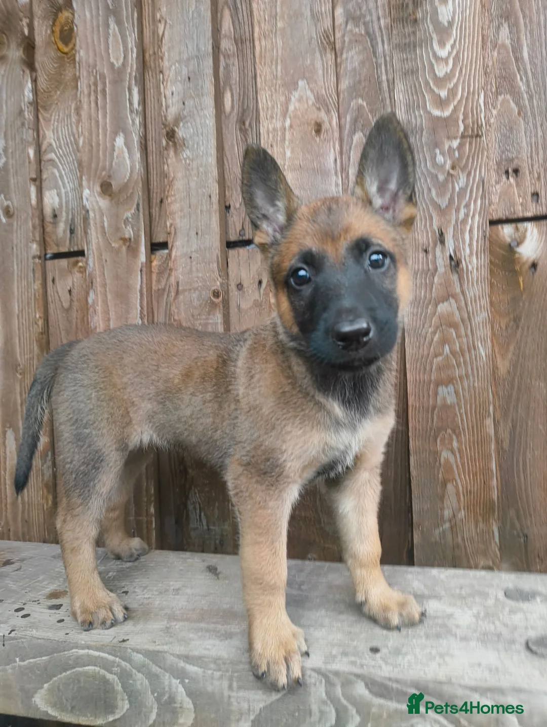 Belgian Shepherd Dog dogs for sale: KC registered Malinois puppies - Advert 21