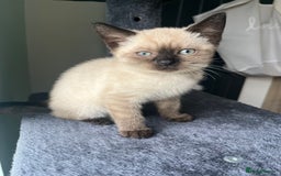 Siamese cats for sale: British Shorthair x Siamese Kittens - Image 10