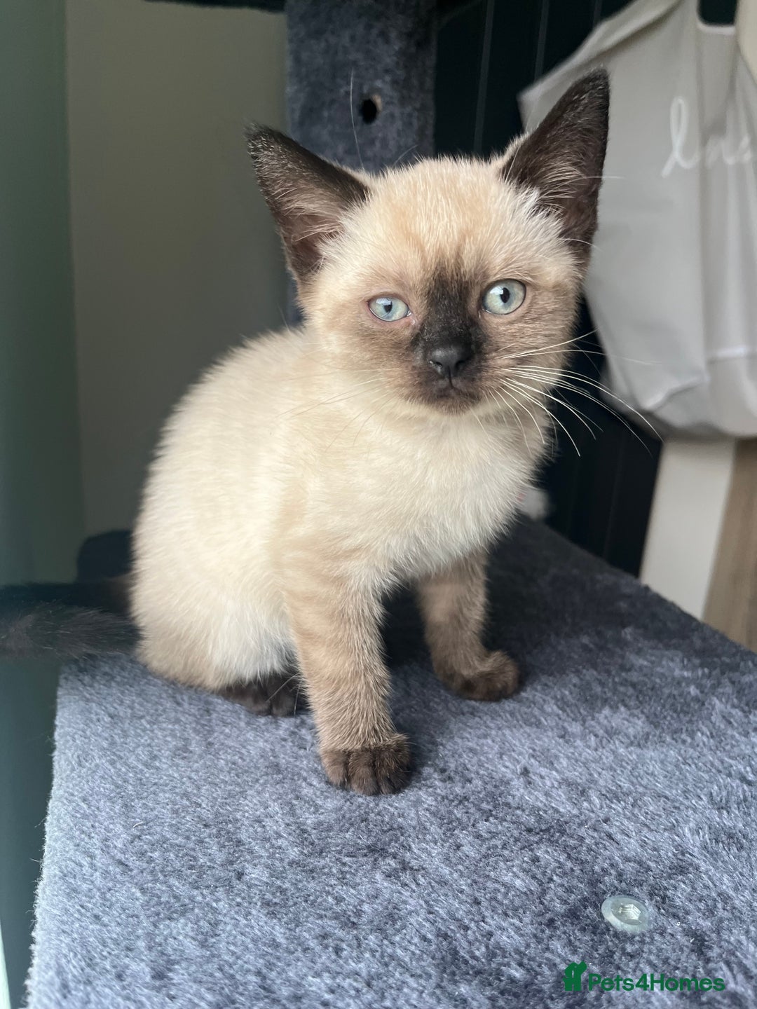 Siamese cats for sale: British Shorthair x Siamese Kittens - Image 10