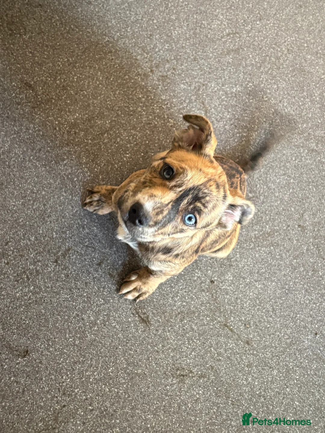 Mixed Breed dogs for sale: Mr Connor Taylor  - Advert 6