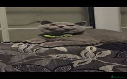 British Shorthair cats for sale: GCCF BSH Kittens pet homes only  - Image 14