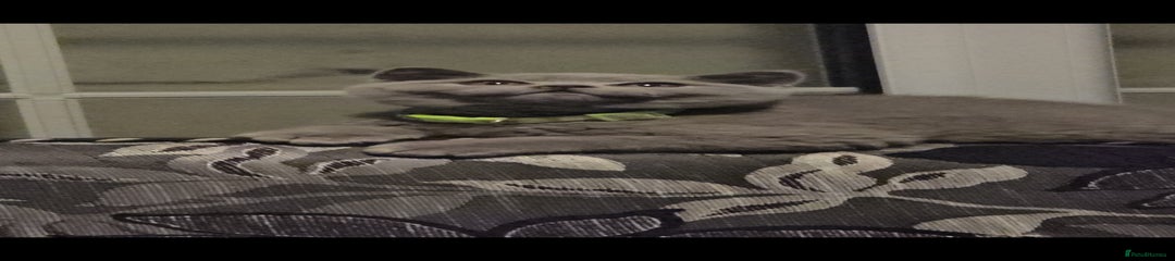 BSH KITTEN 2 GREEN COLLAR 