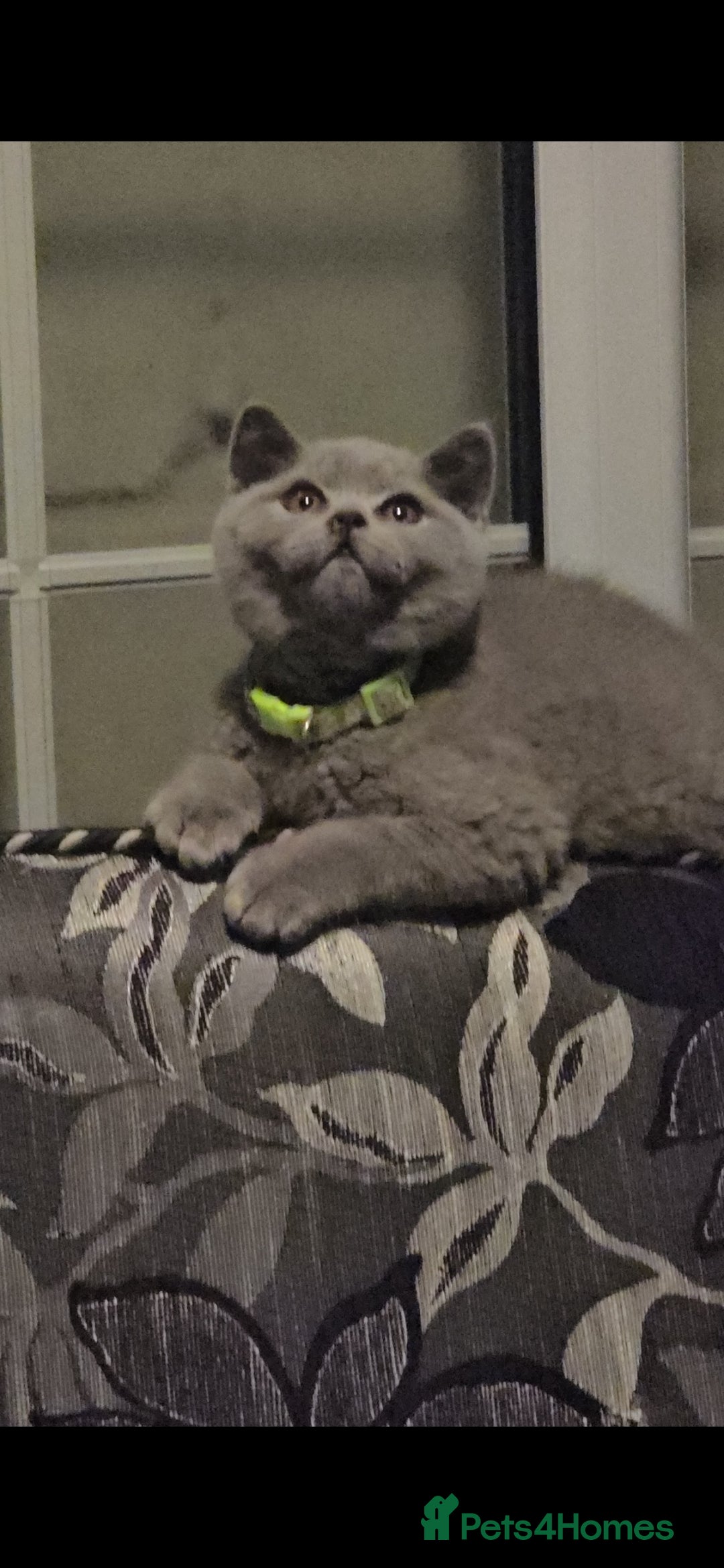 British Shorthair cats for sale: GCCF BSH Kittens pet homes only  - Image 14