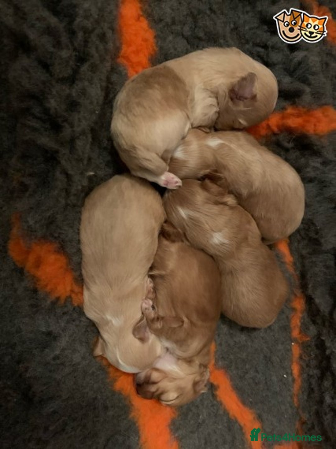 Toy Poodle dogs for stud: KC (FULLY HEALTH TESTED )RED TOY POODLE STUD in Galston - Advert 14