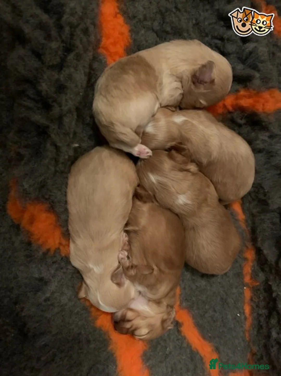 Toy Poodle dogs for stud: KC (FULLY HEALTH TESTED )RED TOY POODLE STUD in Galston - Advert 14