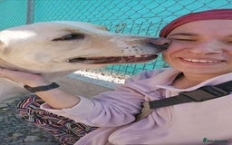 Labrador Retriever dogs for adoption: STORM !  - Image 10