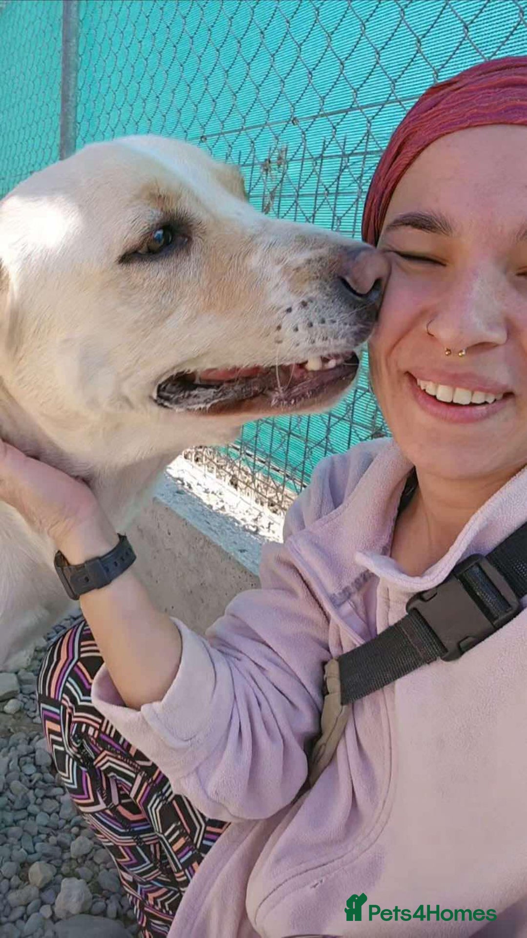 Labrador Retriever dogs for adoption: STORM !  - Image 10
