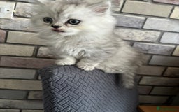 Persian cats for sale: Persian kittens for sale - Image 14