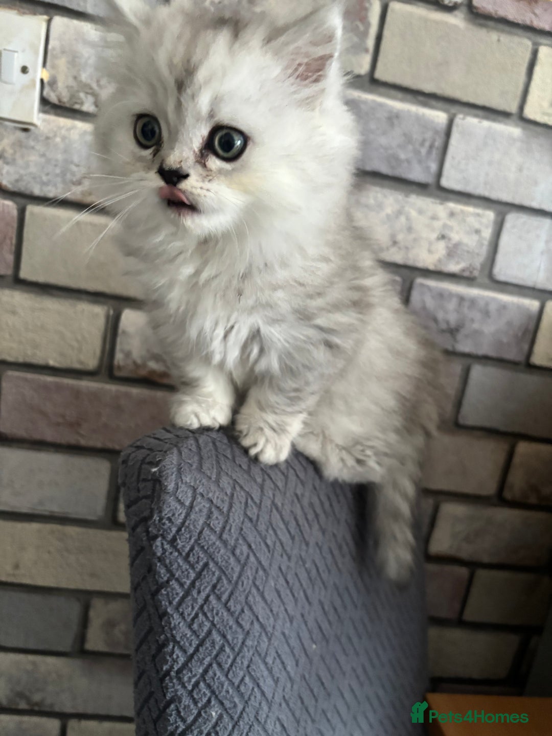 Persian cats for sale: Persian kittens for sale - Image 14