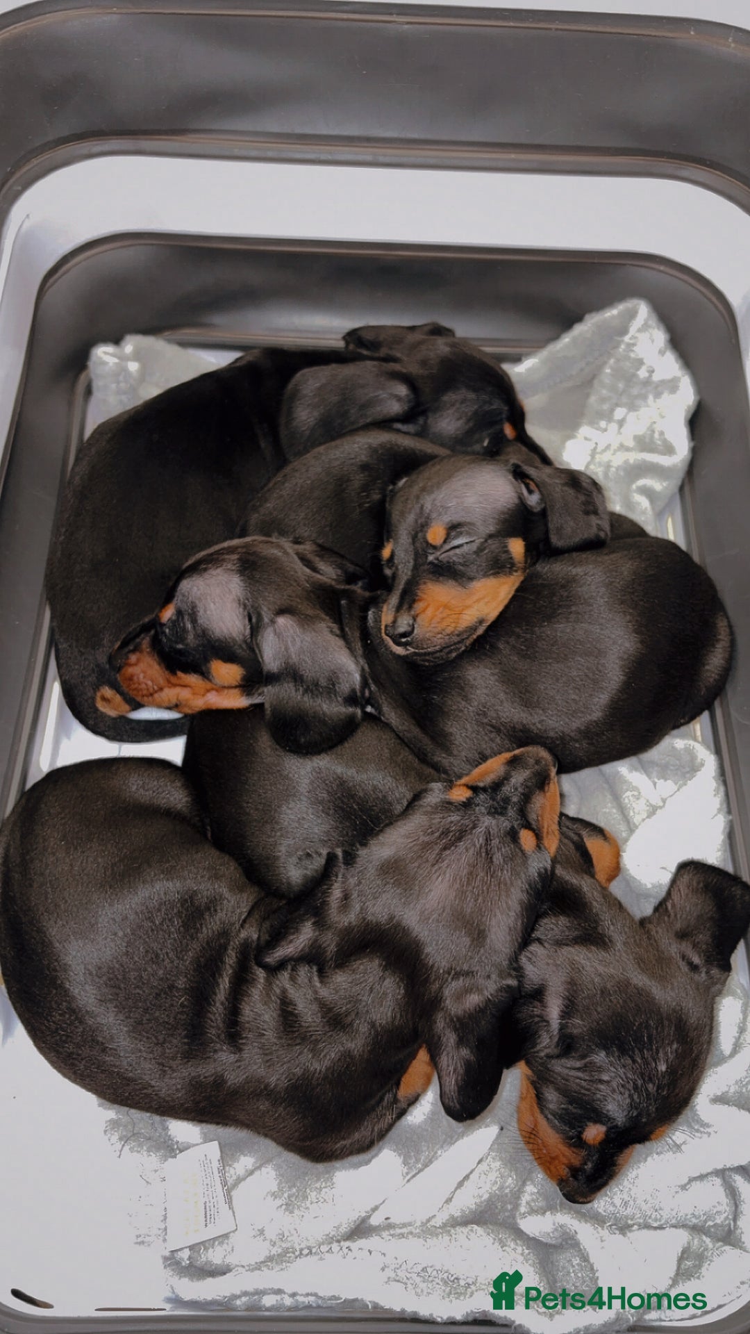 Miniature Dachshund dogs for sale: Ready To Leave 1 Female Miniature Dachshund - Advert 5