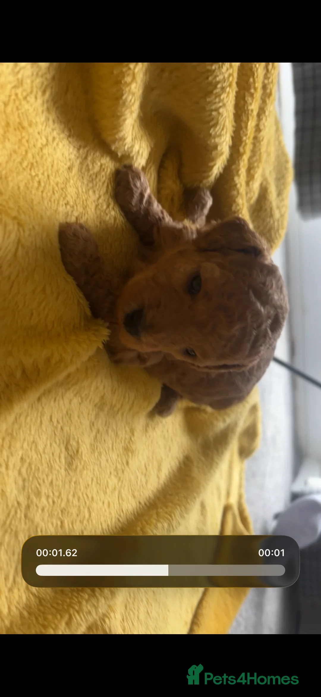 Miniature Poodle dogs for sale: 🐶 Miniature Poodle Puppies 🐶 in Holyhead - Advert 2