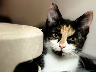 Domestic Shorthair cats 3 Mixed Breed domestic shorthair kitten for sale - Advert 1