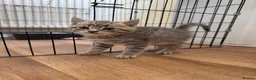 Mixed Breed cats for sale: 2 kittens for sale 🩵🩷 - Advert 4