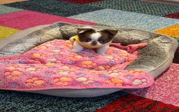 Chihuahua dogs for sale: Long haired Russian Chihuahua - Image 4
