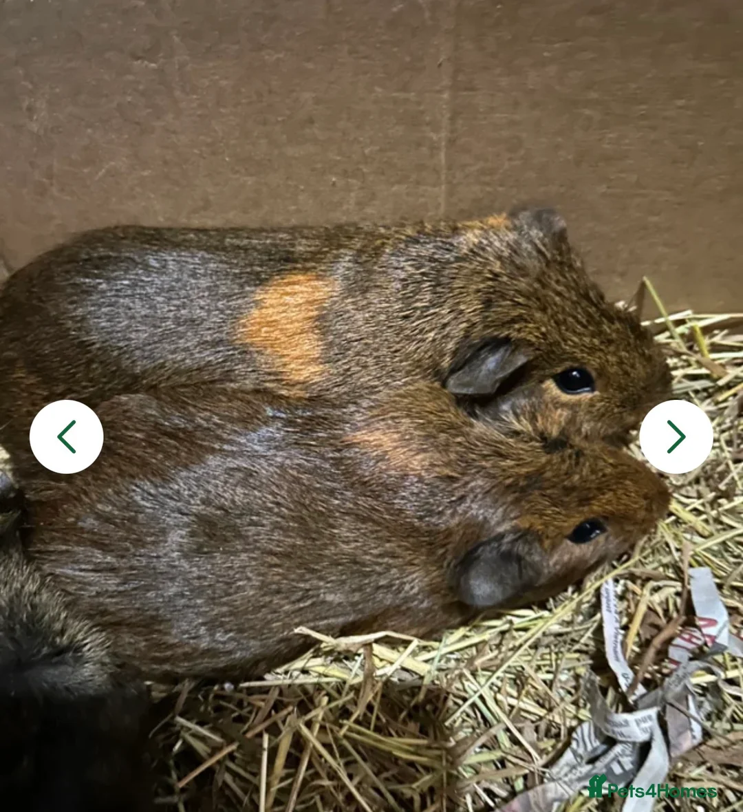 Guinea Pig rodents for sale: 2 male guinea pigs and full set up plus extras  - Advert 1