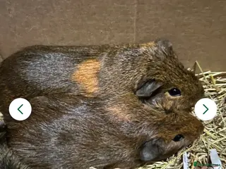 Guinea Pig rodents 2 male guinea pigs and full set up plus extras - Advert 1