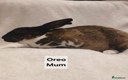 Rex rabbits for sale: Baby Purebred Rex Rabbits For Sale - Image 2