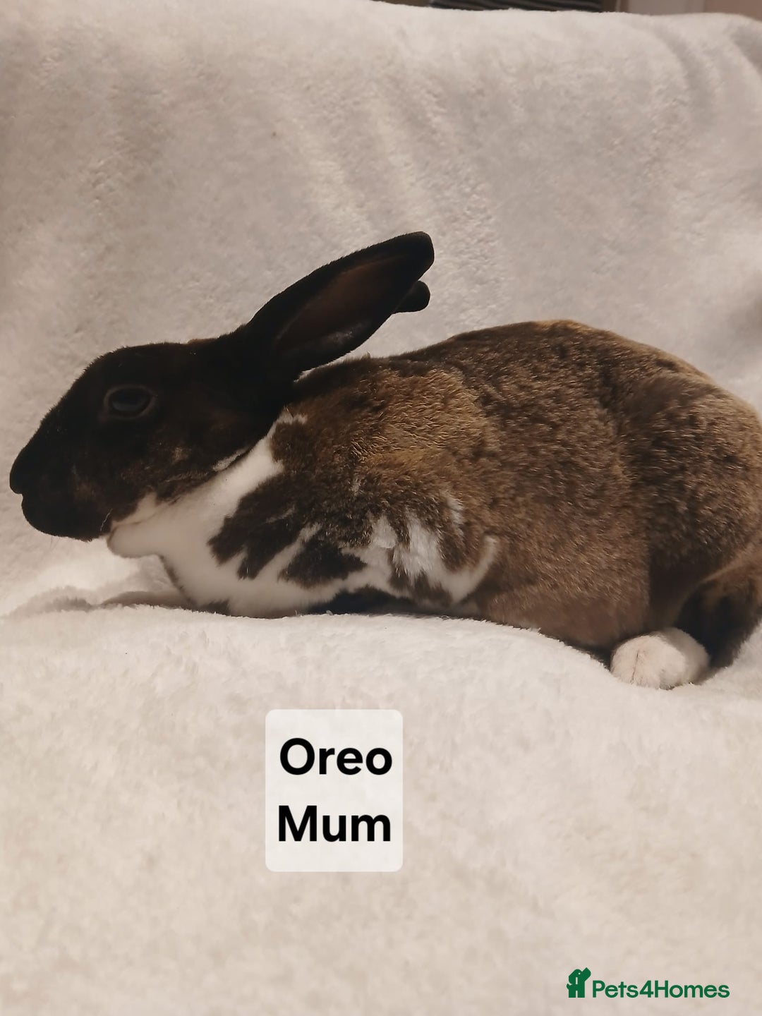 Rex rabbits for sale: Baby Purebred Rex Rabbits For Sale - Image 2