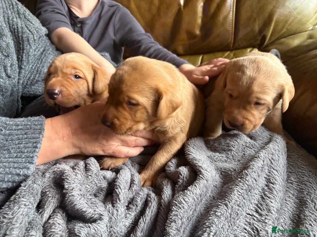 Labrador Retriever dogs for sale: Culm valley X Gold Celtic Warrior of Clearmeadow - Image 9