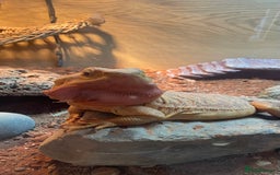 Bearded Dragon reptiles for sale: Bearded Dragon - Image 3
