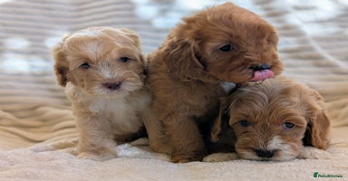Cavapoo dogs - Advert 2