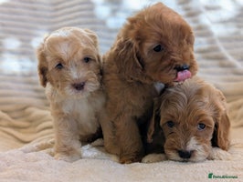 Cavapoo dogs - Advert 1