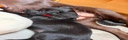 Cocker Spaniel dogs for sale: Beautiful Cocker Spaniel Puppies  - Advert 11