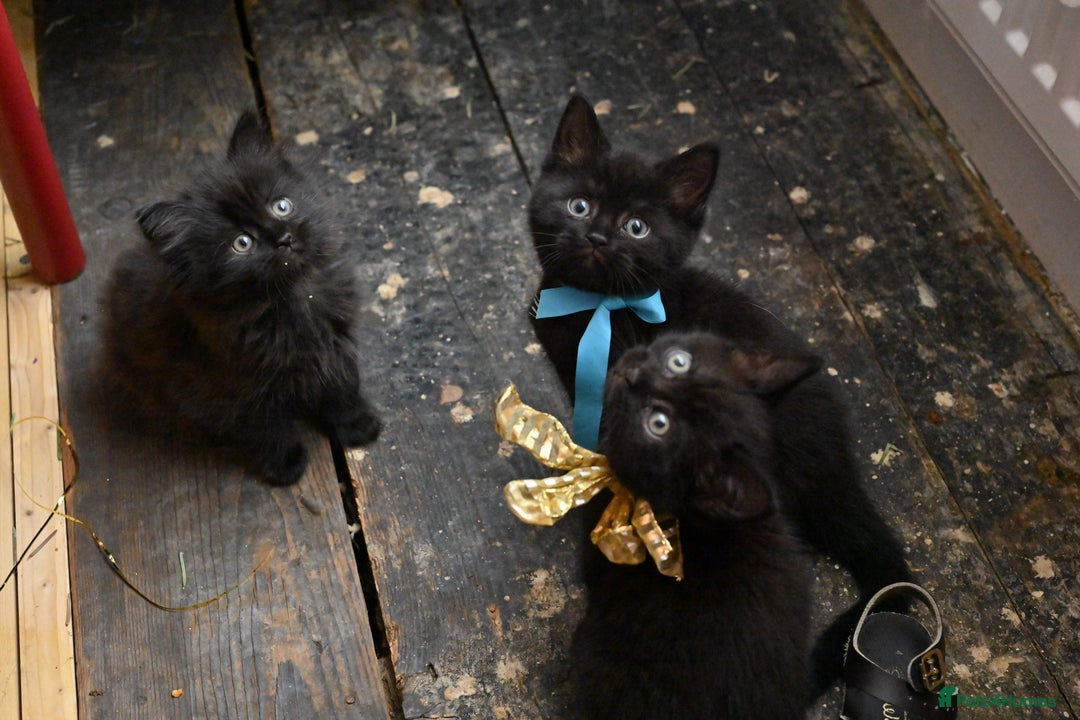 British Shorthair cats for sale: British Shorthair x Persian Kittens Available Now! - Advert 7