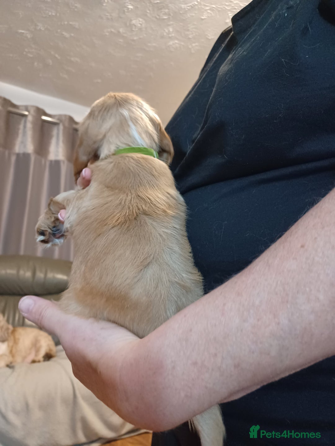 Cocker Spaniel dogs for sale: Golden KC Registered English Show Cocker Spaniels - Advert 17