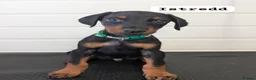 Dobermann dogs for sale: doberman puppies - ready this week 🐾 - Advert 11
