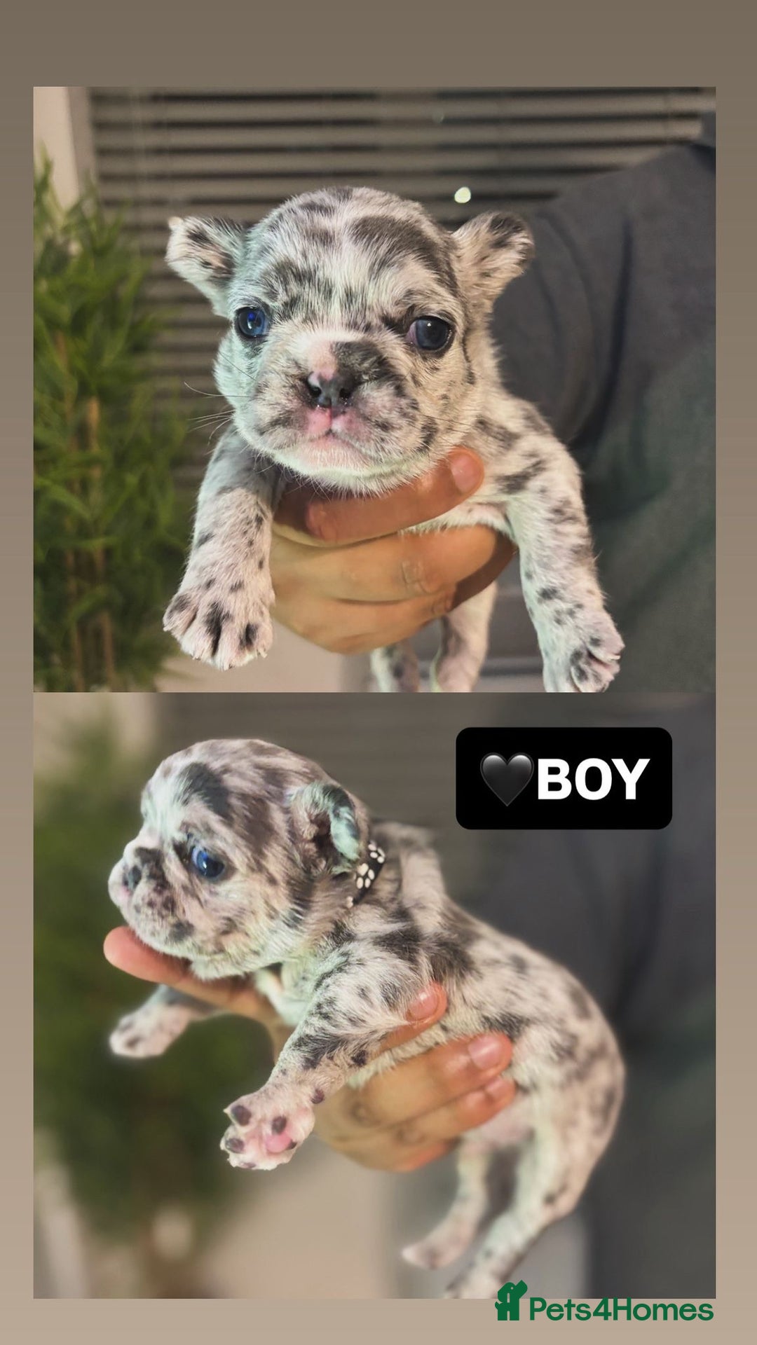 French Bulldog dogs for sale: French bulldog puppies  - Advert 5