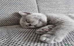 British Shorthair cats for sale: TOP💗 Quality British Shorthair 😻Kittens💋 - Image 16