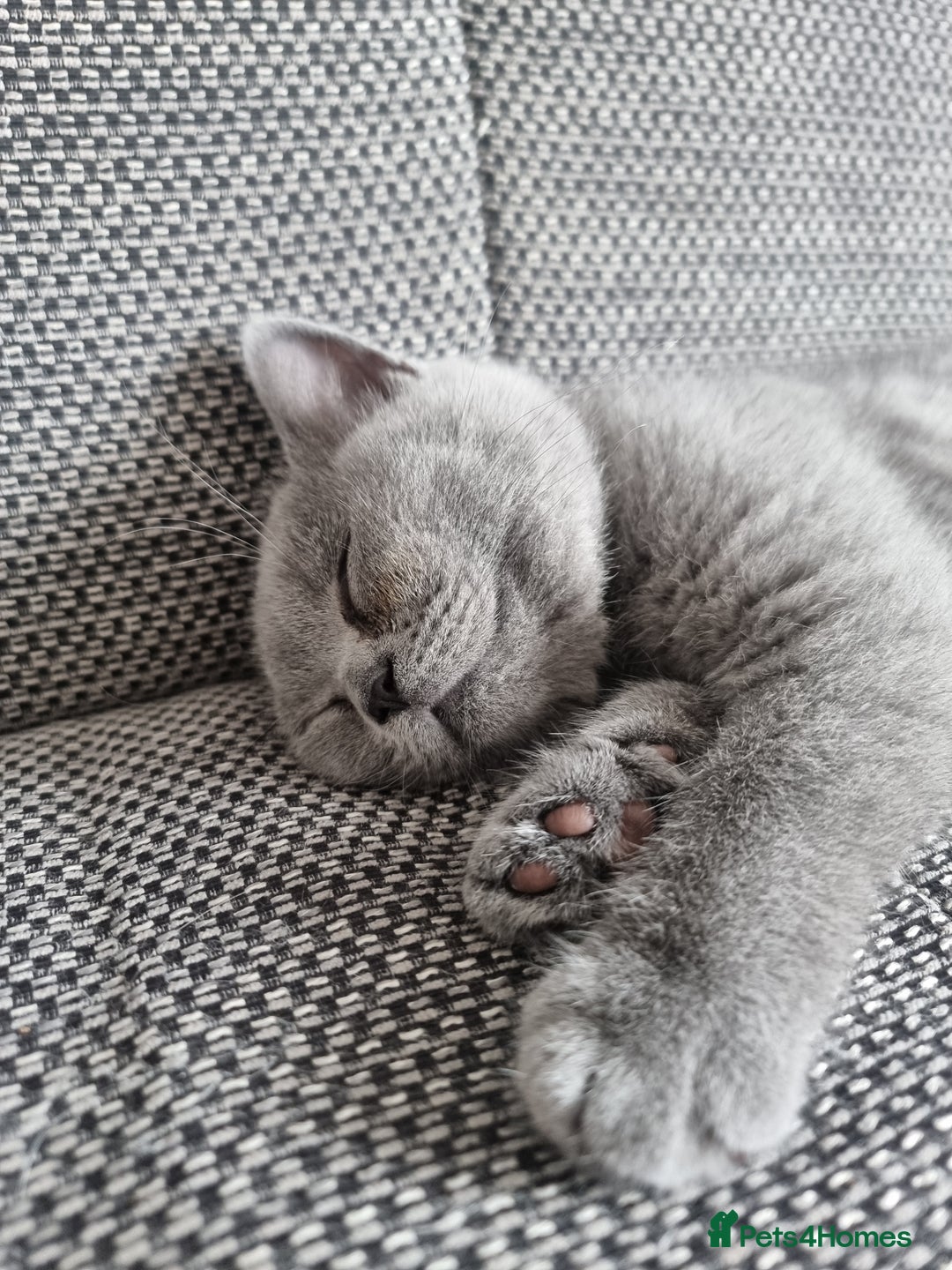 British Shorthair cats for sale: TOP💗 Quality British Shorthair 😻Kittens💋 - Image 16