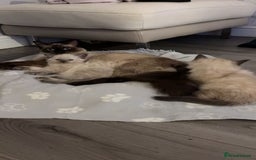 Ragdoll cats for sale: STUNNING FULLY HEALTH TESTED RAGDOLL KITTENS - Image 7